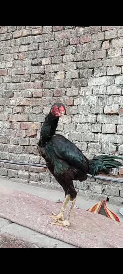 pokya 8 ma ege hai kami pashi hu jay gu