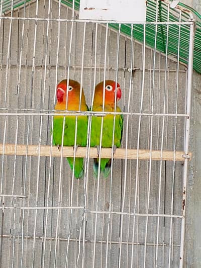 fisher lovebird pair