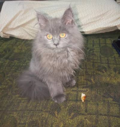 pershion male cate triple cot