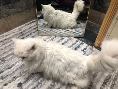 pure white Persian female cat
