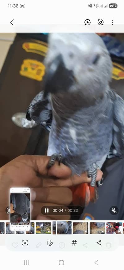 African grey cango chicks one tame hand feed