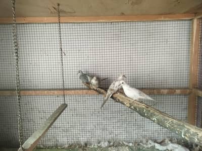 crusted dove DNA female and red/blue pied ready to breed pair