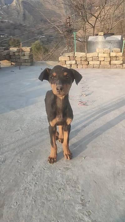 Doberman Male puppy