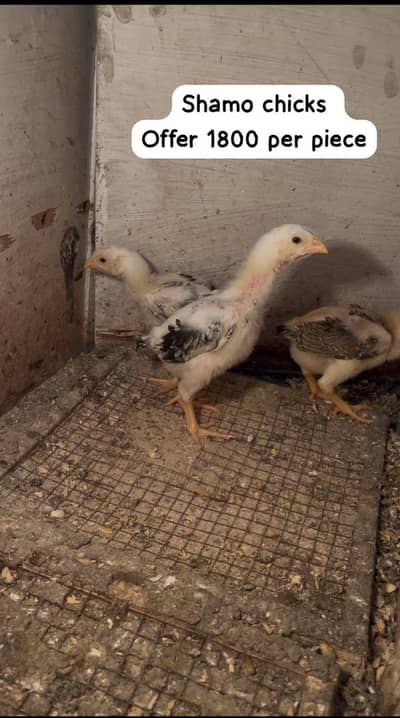 O Shamo Chicks | White | Black | Lakha | Male | Female | Shamo
