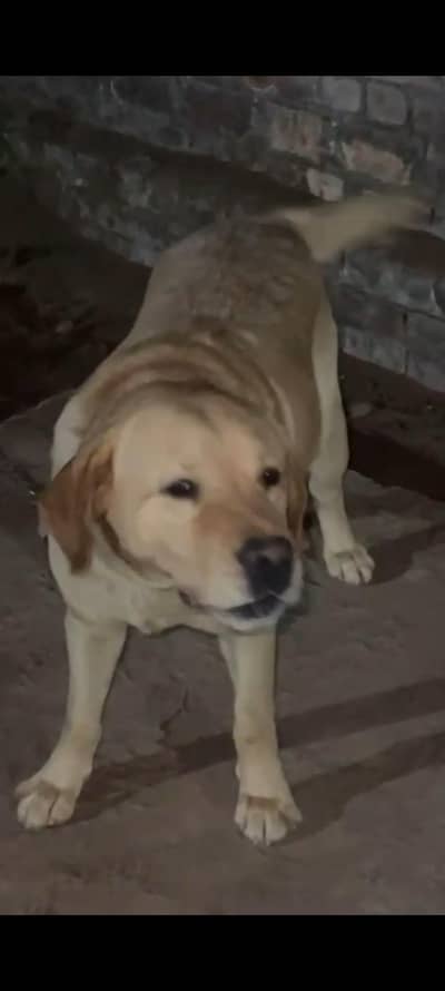 Labrador