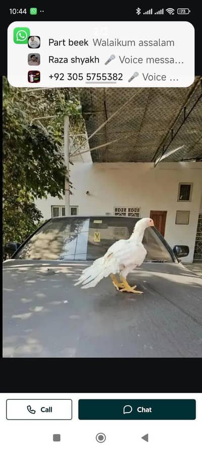 arrot big murga age 3 month for sale 0336/15/74/901