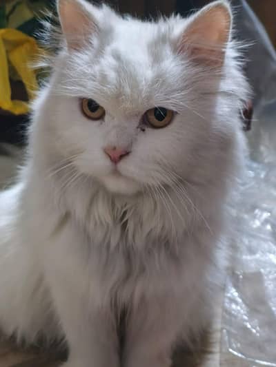 cat for sale almost 2 years old