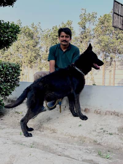 (pair) Highted Male Black German shepherd & Black & Tane Female