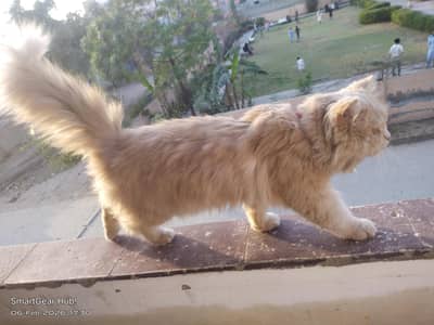 Friendly Persian Kitten – Perfect Family Pet