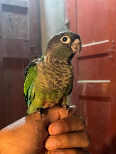 hand tame cnour available