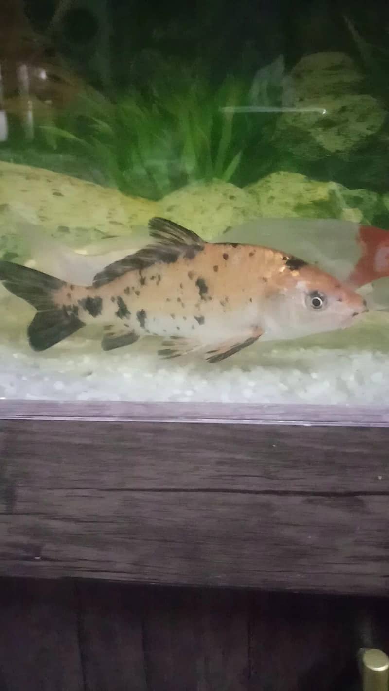 multi koi pair 0