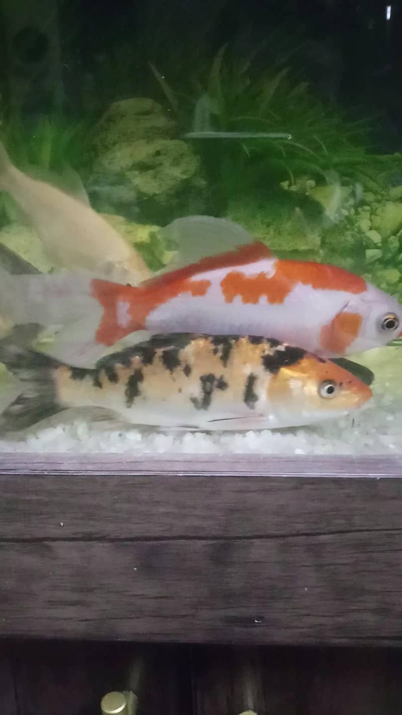 multi koi pair 2