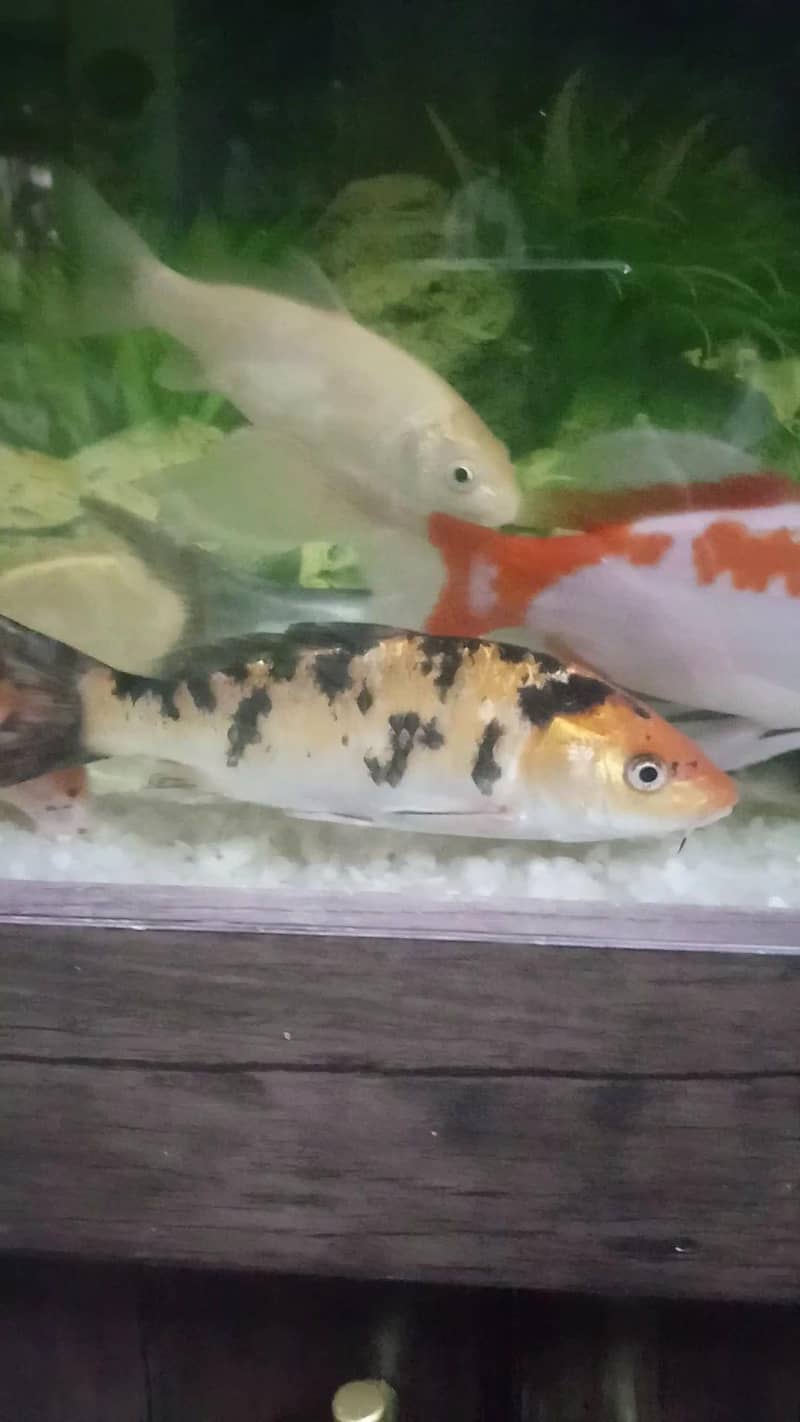 multi koi pair 3