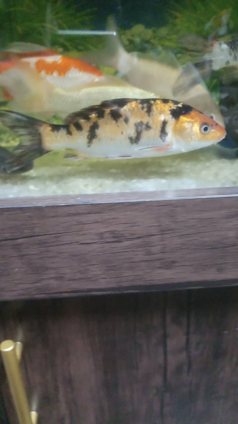 multi koi pair 4