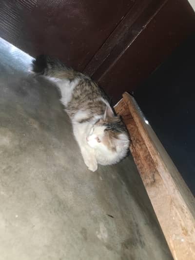 Persian Cat for sale