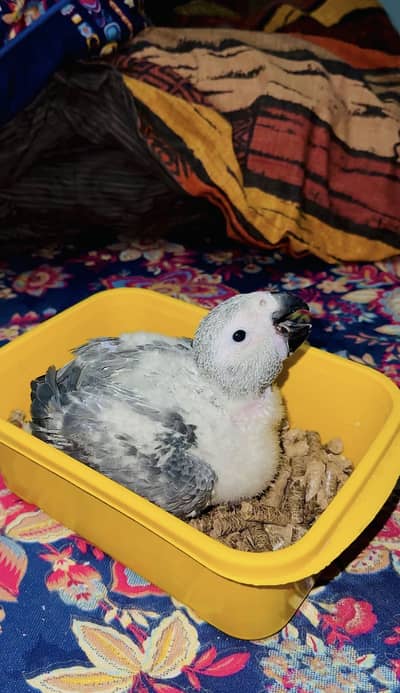 African Gray chick