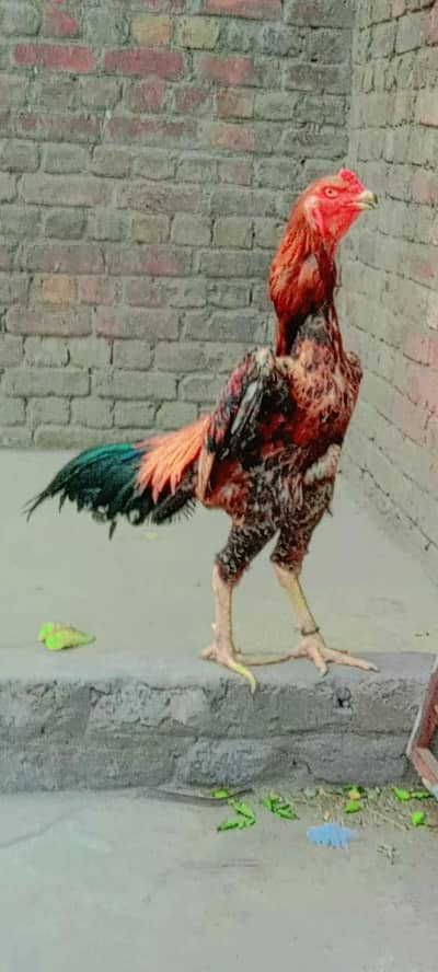 oh shamo male full active hai bhut piyara bird hai
