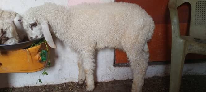 Dumba for sale  Ready to Qurbani 2026