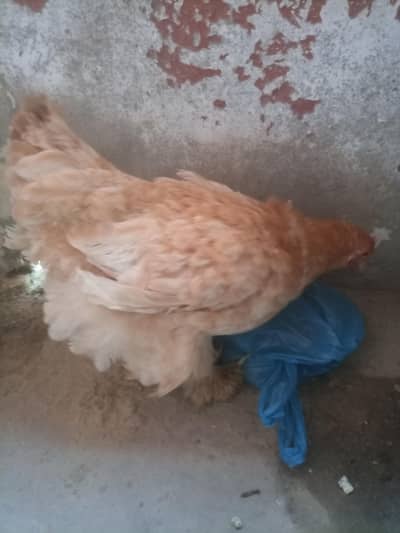 golden buff female egg+