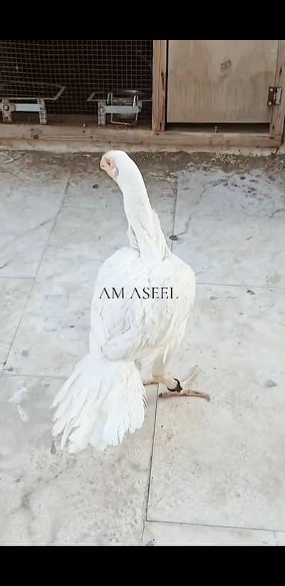 Parrot beak female 03100024337