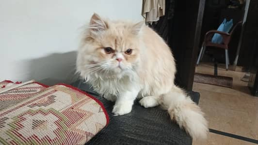 CFa bloodline imported peki father high quality ex punch male