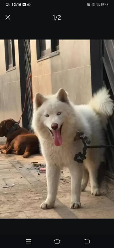 husky white dog 