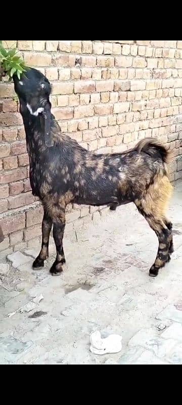 Desi Bakara urgent saleout