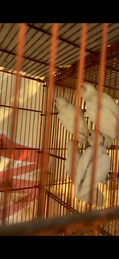 Love bird pathay for sale Location bahawalpur