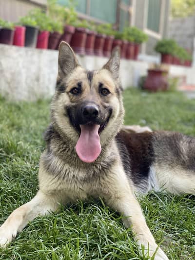 german shepherd double coated original.