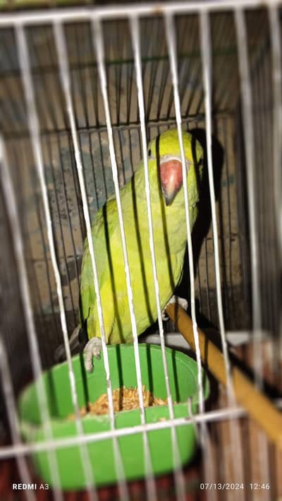 female parrot katha family parrot