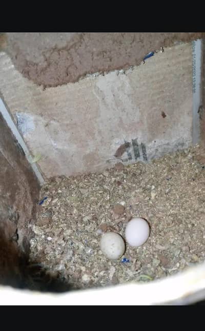 Sale For Australian Parrots