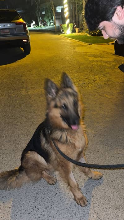 German shepherd double coat male