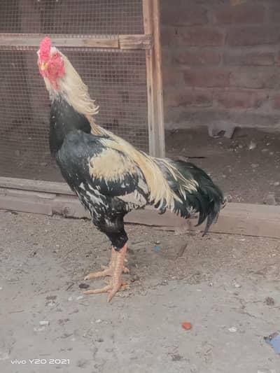 male shamo cross murga