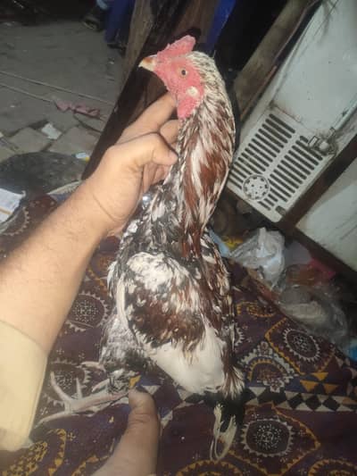 high quality phulia patha for sale