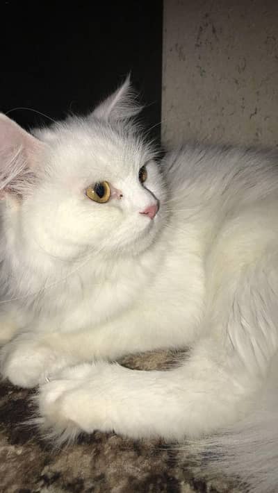 Our Royal white long coated persian male cat ready for mating 