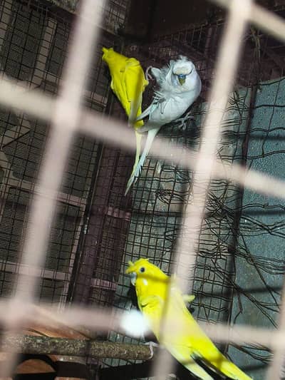 hogo dbal flwer breedr piar