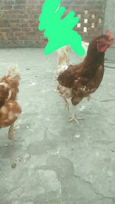 lohman brown females available for sale