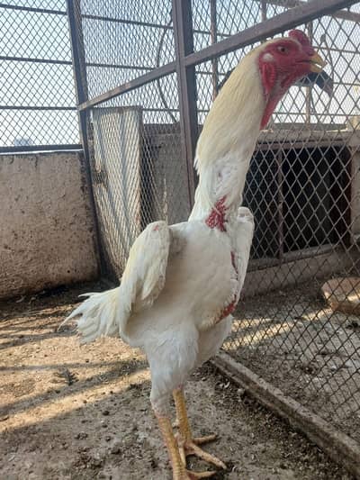 GERMAN O SHAMO WHITE/BLACK MIANWALI ZERO SIZE FEMALE 03168035881 WHATS