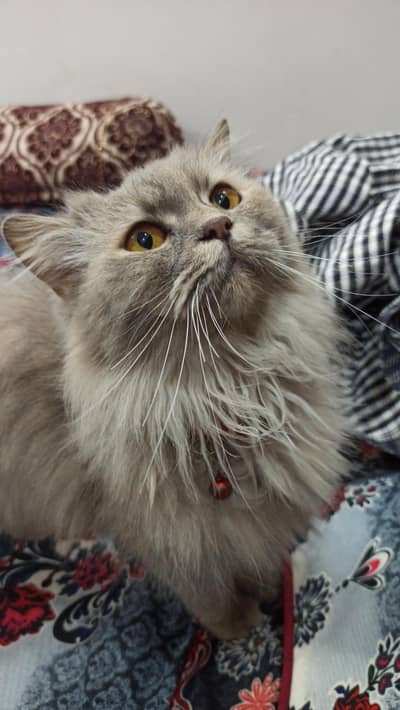 Cute Tripple Coated persion Female cat Grey Color