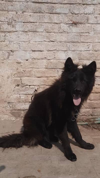 Black German Shepherd pair/long coat dog/ gsd male & female  dog 