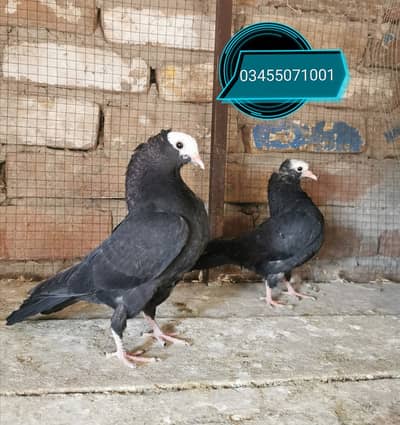 Fancy Pigeons high quality