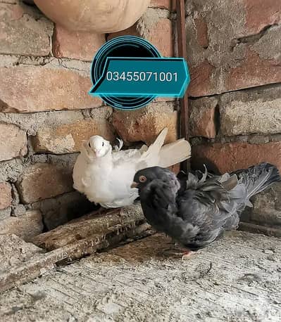 Fancy Pigeons high quality