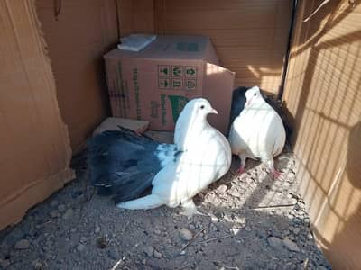 black tail breeder pair