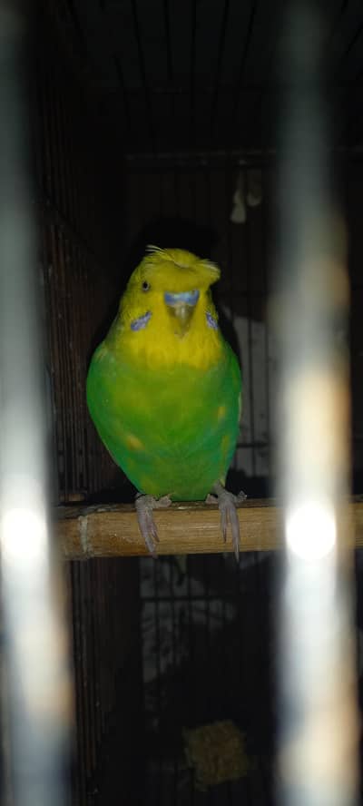 Hogo Breed Crusted Breeder Male