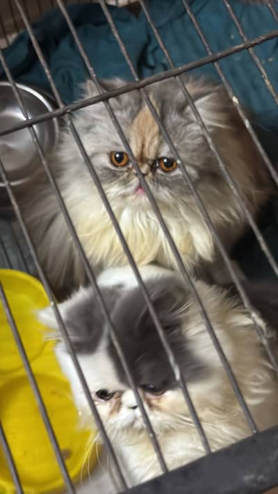 Cfa parents Pikki face  female mated with Cfa registered male