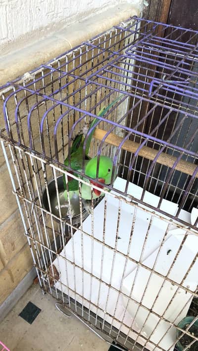 cage for tame big parrot