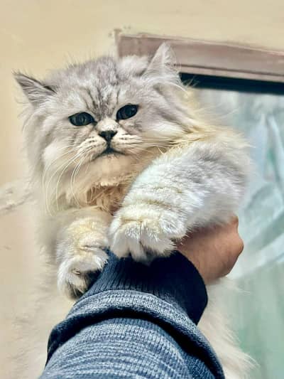 Persian kitten punch face