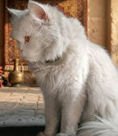 Beautiful Triple Coat Pure White Persian Cat for Sale