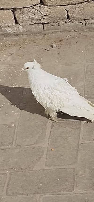 White Frill breeder male for sale Location Multan 0313 1633726