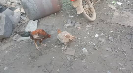 02 Hens & 01 cock for sale